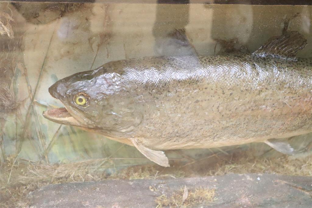 A taxidermic trout, in case